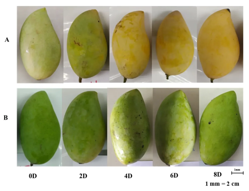 Mẹo dân gian nhận biết hoa quả chín tự nhiên chuẩn nhất