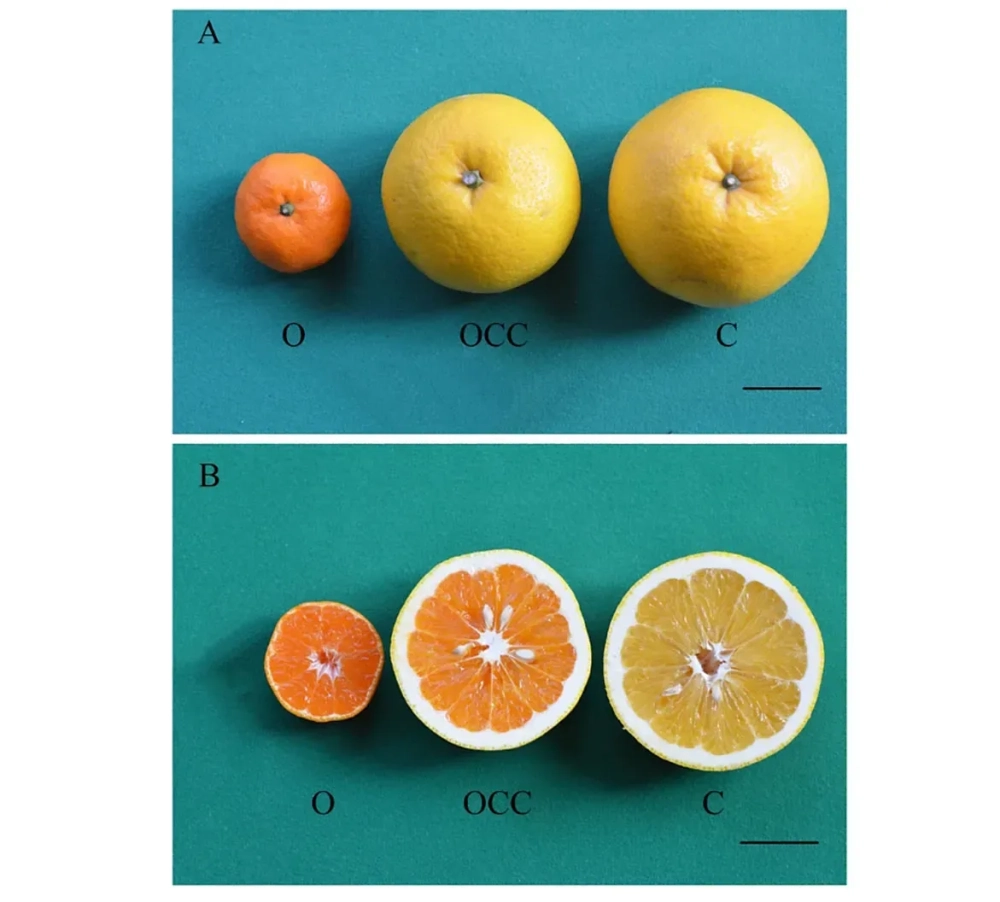 So sánh kích thước và màu sắc ruột cam chín tự nhiên
