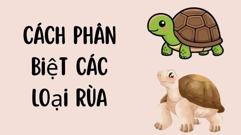 Cách phân biệt các loại rùa qua mai rùa và đầu rùa