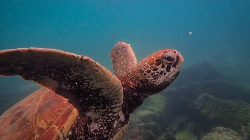 Nhìn đặc điểm vùng đầu để định danh chính xác