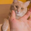 Bị mèo cắn nên làm gì? Hướng dẫn xử lý vết thương và phòng ngừa bệnh dại