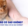 Bị mèo cào có sao không và cách xử lý vết thương đúng cách