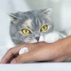 Bị mèo cào có sao không và khi nào cần chích ngừa bệnh dại?