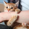 Bị mèo cào nên làm gì để phòng tránh bệnh nguy hiểm?