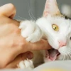 Bị Mèo Cào Nhẹ Không Chảy Máu Có Sao Không? Hướng Dẫn Xử Lý Tại Nhà
