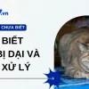 Biểu hiện của mèo dại: Dấu hiệu nhận biết và cách phòng tránh hiệu quả