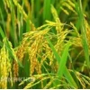 Ca dao Việt Nam về đồng ruộng gửi gắm hồn cốt cha ông