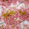 Cherry Blossom Là Gì? Khám Phá Vẻ Đẹp Và Ý Nghĩa Sâu Sắc