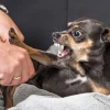Dấu hiệu mèo bị dại: Nhận biết sớm và biện pháp phòng ngừa hiệu quả