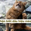 Ghẻ mèo ở người: Nguyên nhân, triệu chứng và cách xử lý