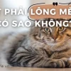Hít Phải Lông Mèo Có Sao Không Những Nguy Cơ Tiềm Ẩn