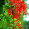 Khám phá đồng dao mùa hè: Lời ca vang vọng tuổi thơ