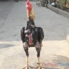 Khám phá Hình Gà Chọi Đẹp: Tuyển tập ảnh 3D ấn tượng