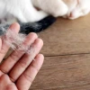Lông mèo có tác hại gì đối với sức khỏe con người?