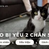 Mèo bị liệt 2 chân sau: Nguyên nhân, dấu hiệu và cách điều trị hiệu quả