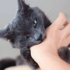 Mèo Cắn Bị Sưng Nhức: Nguyên Nhân, Cách Xử Lý và Phòng Ngừa Hiệu Quả