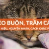 Mèo chán đời: Dấu hiệu nhận biết và cách xoa dịu tinh thần cho "boss"