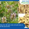 Mẹo Dân Gian Chữa Sốt Phát Ban An Toàn và Hiệu Quả Cho Bé