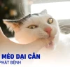 Người bị mèo dại cắn bao lâu thì phát bệnh? Phác đồ xử trí và phòng ngừa