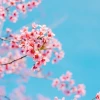 Nhà Nghỉ Đồng Dao Đà Lạt Khám Phá Thiên Đường Nghỉ Dưỡng
