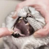 Nướu Mèo Nhạt Màu: Dấu Hiệu Cảnh Báo và Giải Pháp Toàn Diện