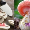 Phân biệt nấm độc và nấm thường: Hướng dẫn chi tiết 2026