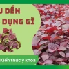 Rau dền và những tác hại tiềm ẩn: Ai không nên ăn và lý do