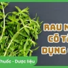 Rau Ngổ: Tác Hại Tiềm Ẩn và Cách Sử Dụng An Toàn