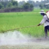 Tác hại của thuốc trừ sâu đối với con người và môi trường