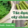 Tác hại tiềm ẩn của cây chùm ngây và những điều cần lưu ý