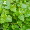Tác hại tiềm ẩn của rau càng cua: Ai không nên ăn và lời khuyên từ chuyên gia