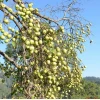 Uống nhiều nước táo mèo có tốt không? Lợi ích và lưu ý cần biết