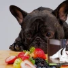 Chó bulldog Pháp ăn gì tốt cho sức khỏe và cách tránh béo phì 2026