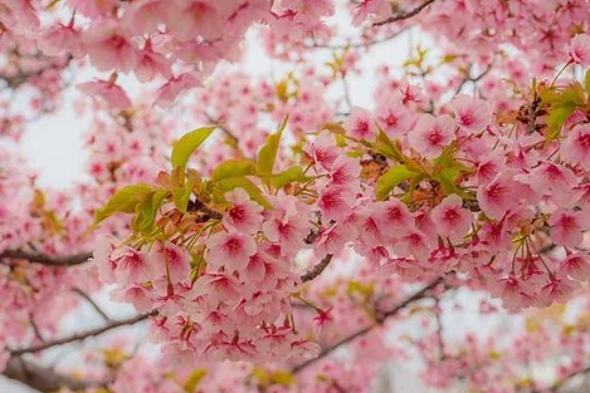Cherry Blossom Là Gì? Khám Phá Vẻ Đẹp Và Ý Nghĩa Sâu Sắc