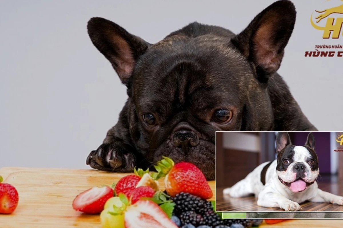 Chó bulldog Pháp ăn gì tốt cho sức khỏe và cách tránh béo phì 2026