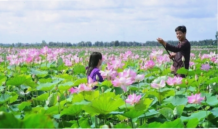 Ảnh minh họa phong cảnh Đồng Tháp