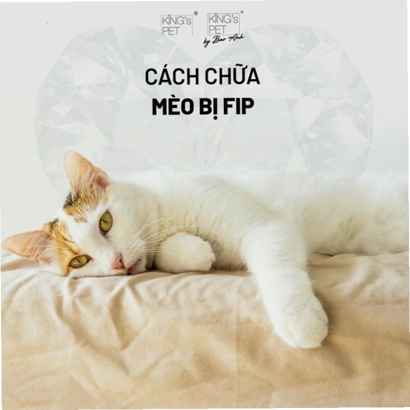 Bác sĩ thú y đang khám cho mèo
