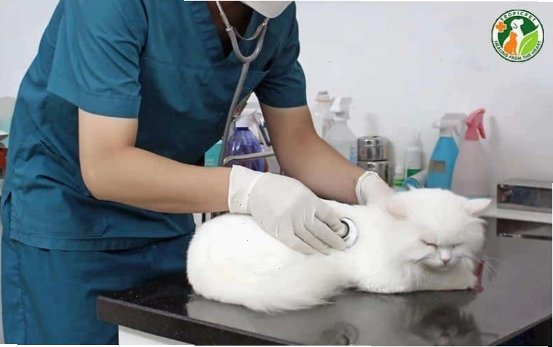 Bác sĩ thú y đang khám cho một chú mèo