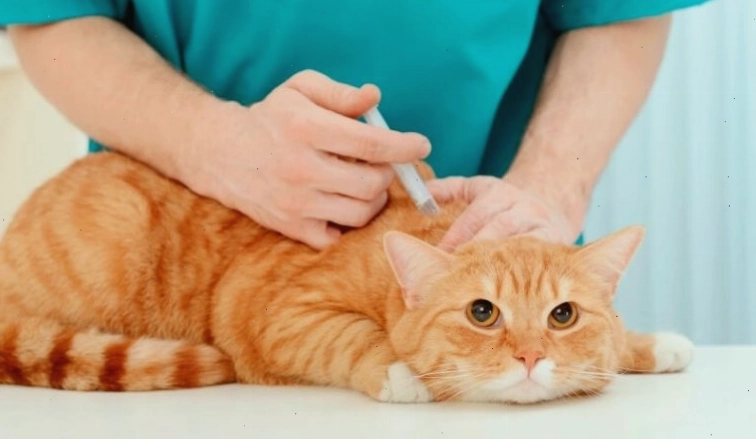 Bác sĩ thú y đang khám cho một chú mèo