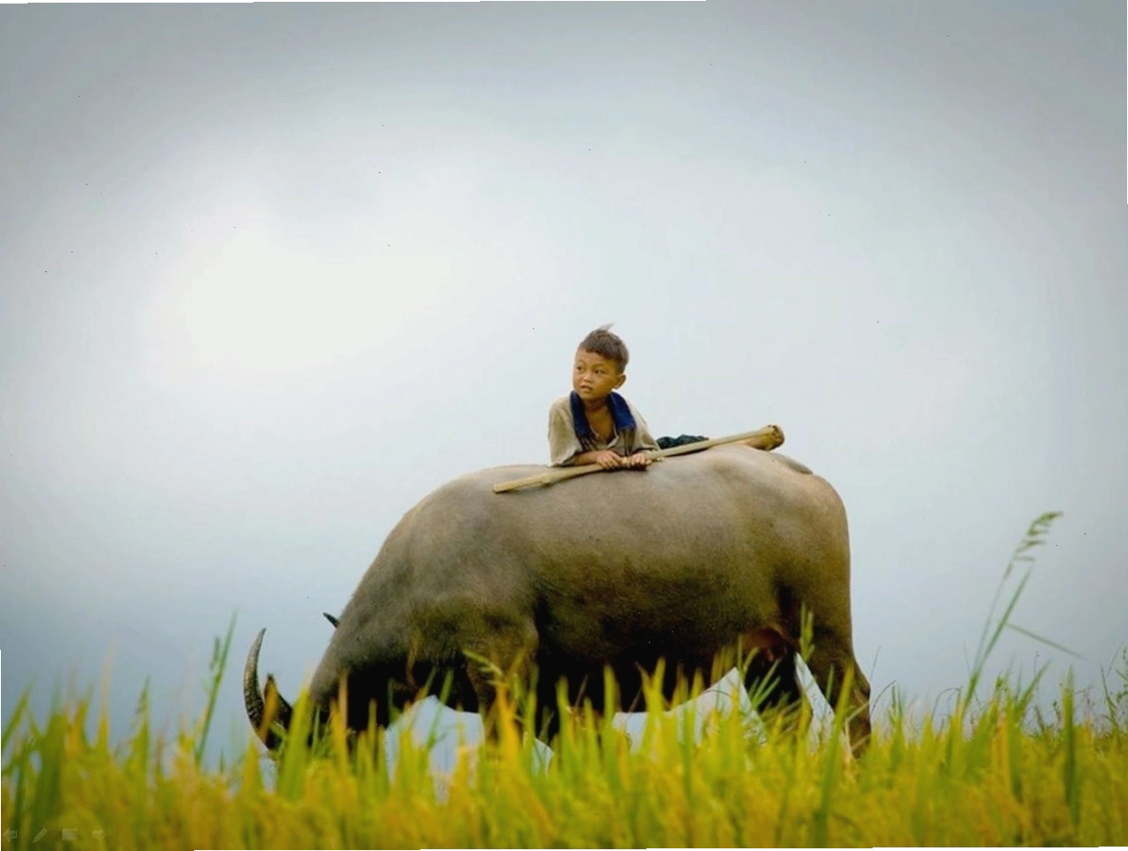 Bài đồng dao Chú nghé con