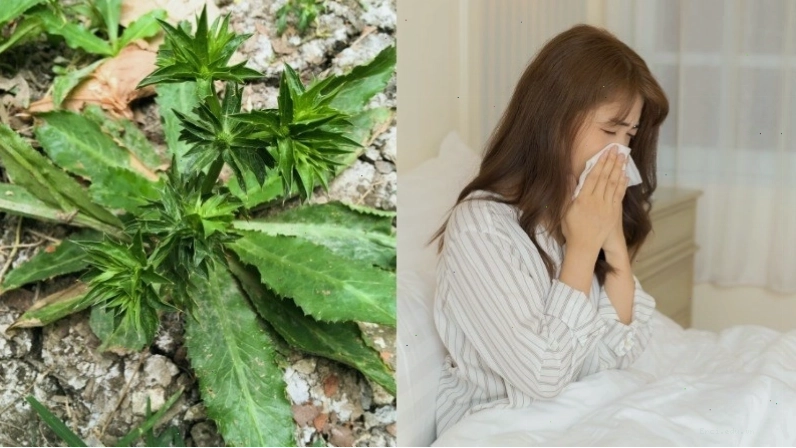 Bài thuốc kết hợp ngò gai và các thảo dược khác
