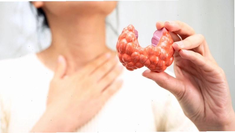 Bắp cải tím chứa goitrogens có thể làm tình trạng bệnh về tuyến giáp trở nên trầm trọng hơn