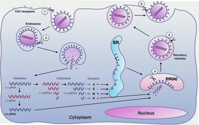 Bệnh viêm phúc mạc ở mèo FIP gây ra bởi virus Corona cho mèo FCoV