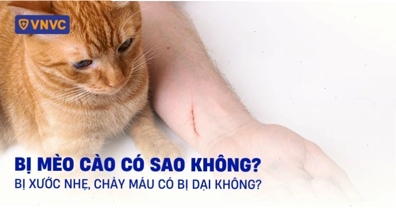 Bị mèo cào có sao không