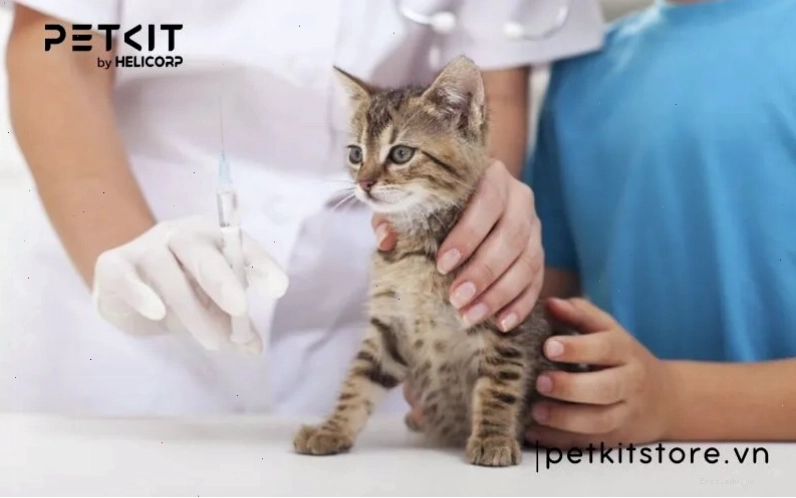 Biểu đồ chi phí điều trị bệnh FIP ở mèo