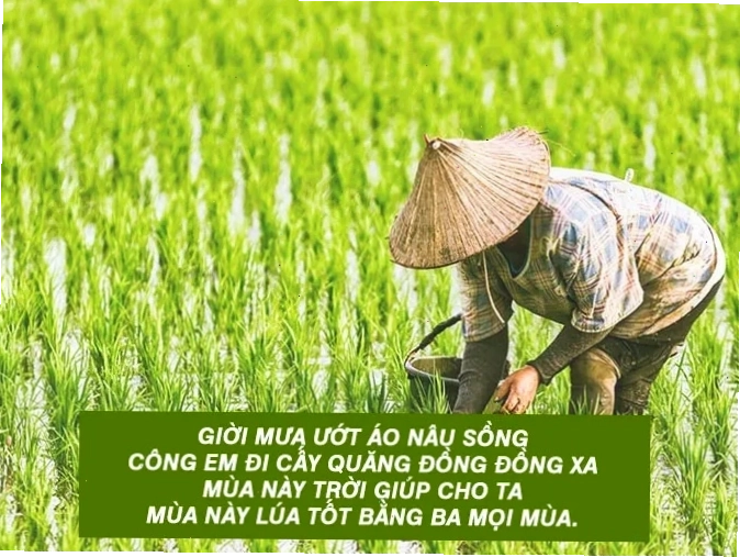 Bức tranh phong cảnh đồng quê yên bình