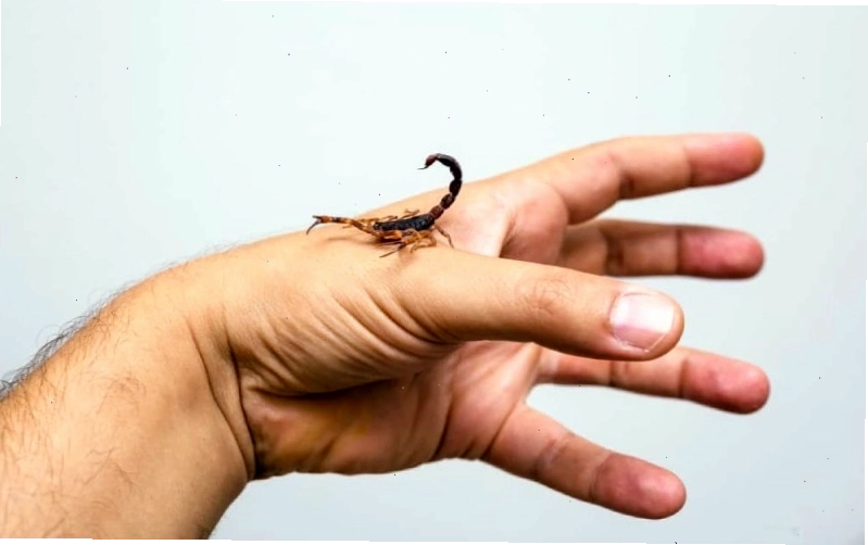 Các biện pháp phòng tránh hiệu quả khi bị bọ cạp cắn