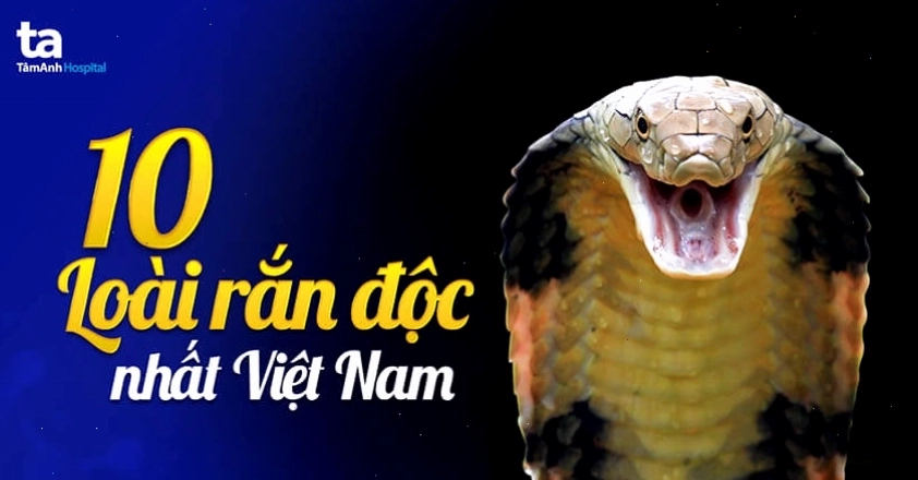 Các loài rắn độc phổ biến tại Việt Nam