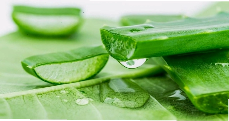 Cách chữa chốc mép tại nhà bằng nha đam hoặc lô hội