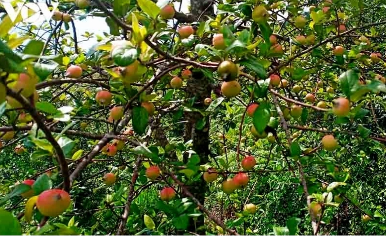 Cách ngâm táo mèo làm siro tại nhà
